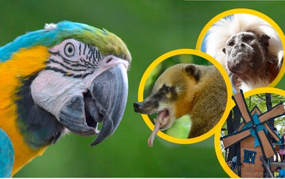 Eine Collage mit einem Papagei, einem Nasenbär und einem Affen.