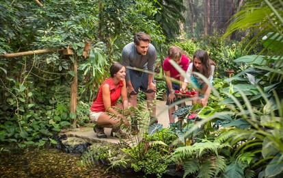 Eine Familie steht umgeben von grüner Natur im Schmetterlingshaus und betrachtet verschiedene Schmetterlinge.