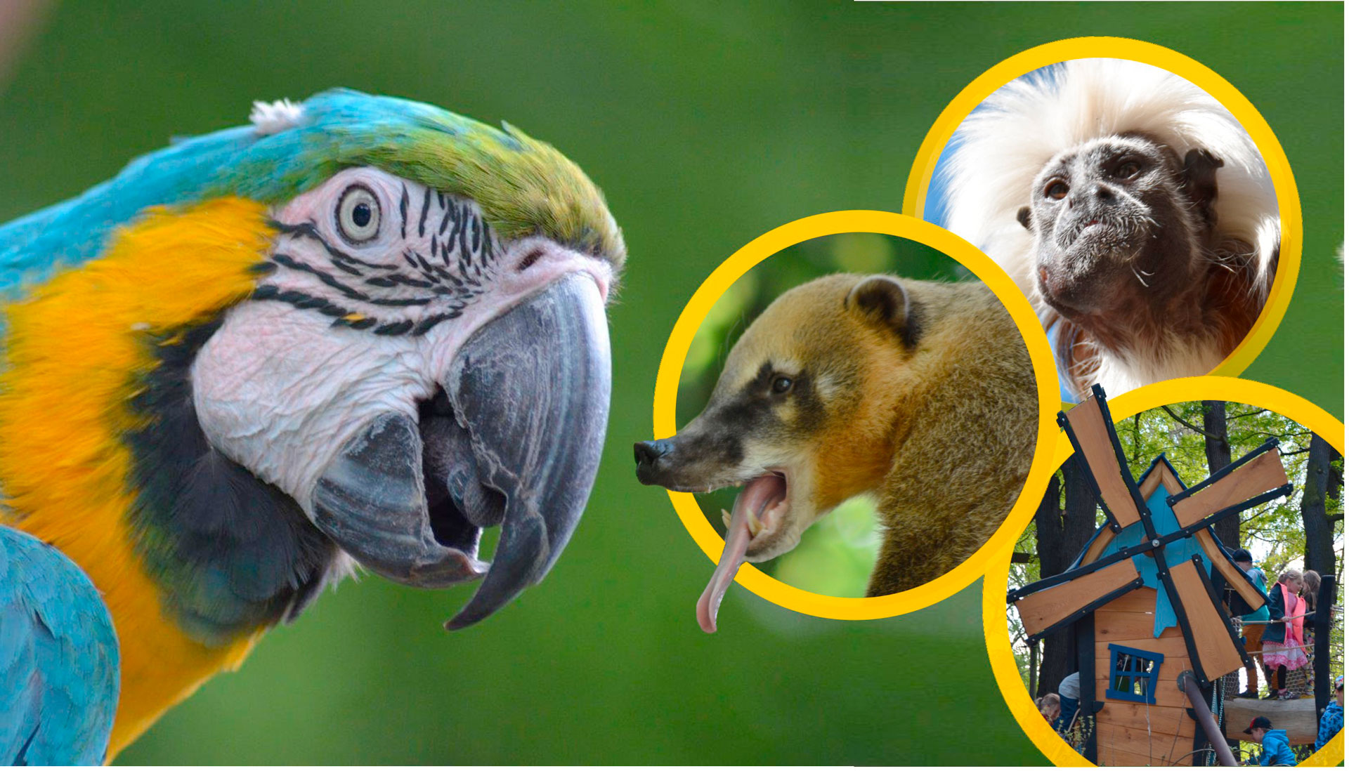 Eine Collage mit einem Papagei, einem Nasenbär und einem Affen.